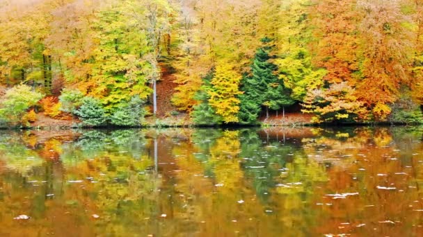 Árboles de otoño reflejándose en el lago del bosque . — Vídeos de Stock