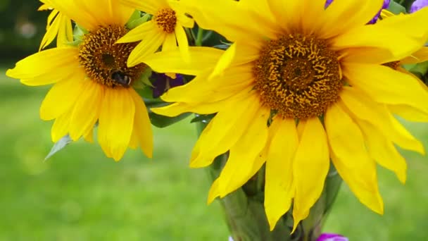 Ein Strauß gelber Sonnenblumen und Bienen. — Stockvideo