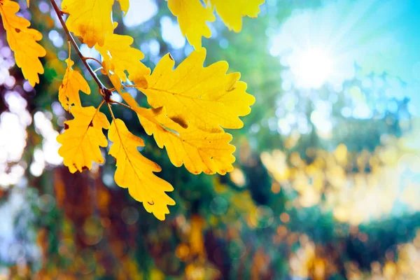 Jesienne tło z żółtymi liśćmi klonu i słońcem. — Zdjęcie stockowe