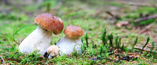 Porcini mushroom in the autumn forest. — Stock Photo, Image