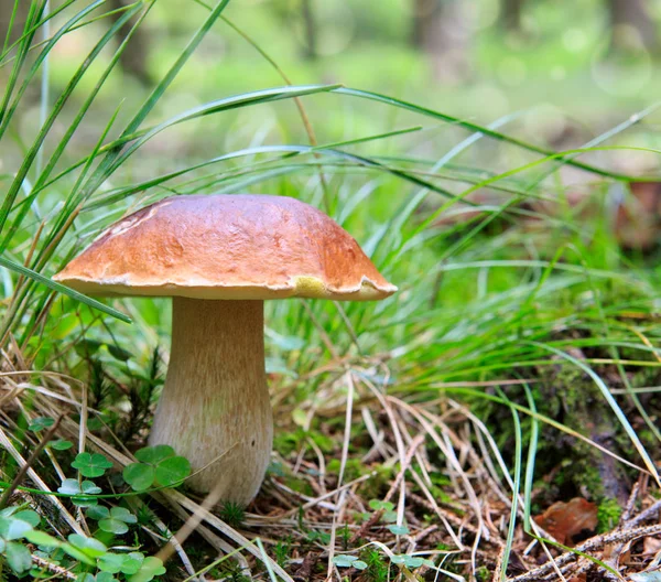 Porcini mushroom in the autumn forest. — Stock Photo, Image