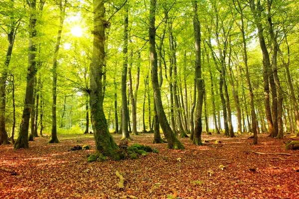 Forêt d'automne avec rayon de soleil . — Photo