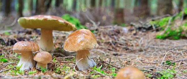 Porcini mushroom in the autumn forest. — Stock Photo, Image