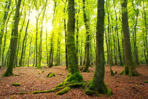 Forêt d'automne avec rayon de soleil . — Photo