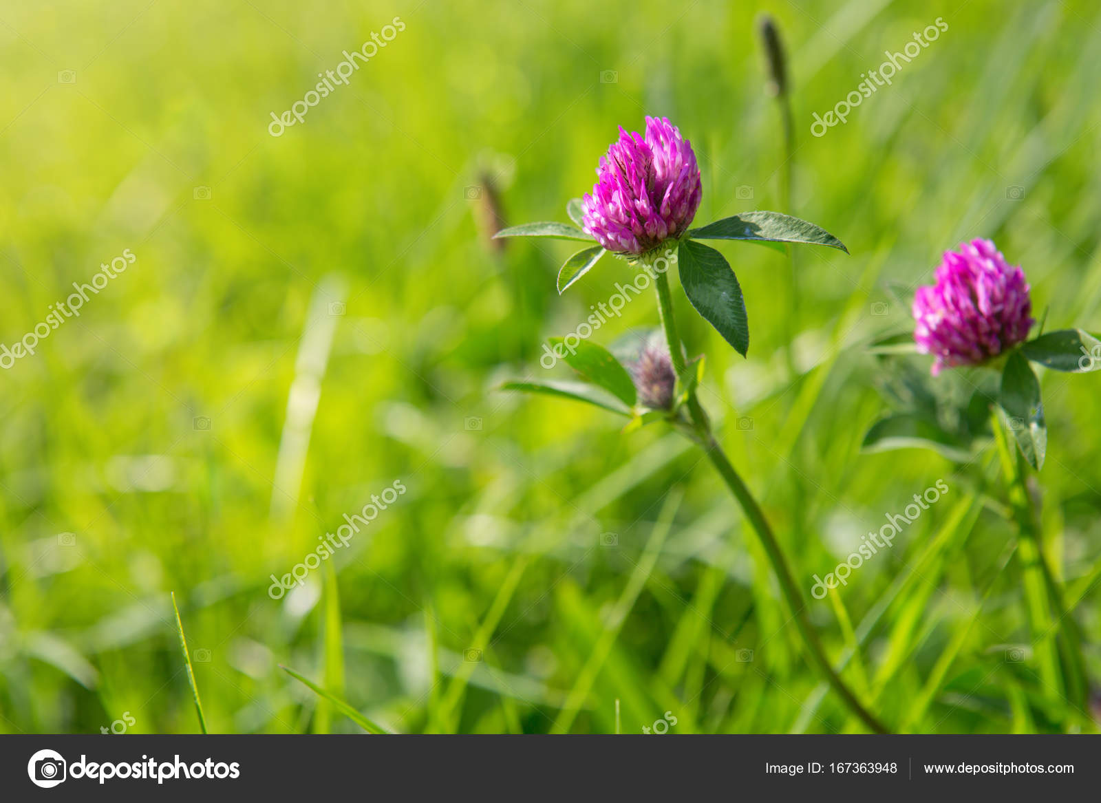 klee blumen im rasen isoliert stockfoto 169 swkunst klee blumen im rasen isoliert stockfoto 169 swkunst