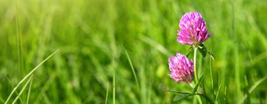 Çim izole yonca çiçek.