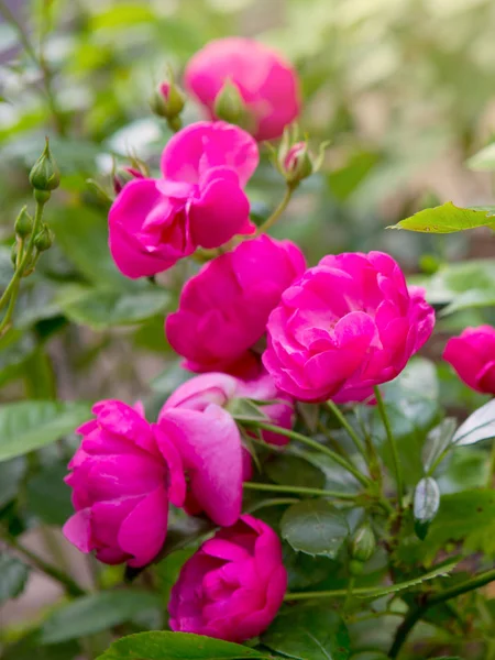Rosa rose fiore in giardino . — Foto Stock