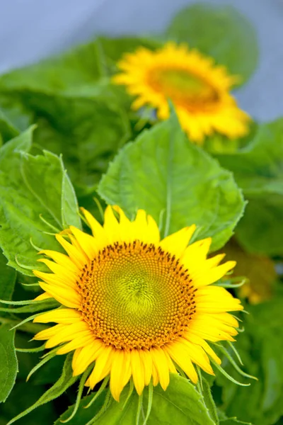 Yellow sunflowers .Holiday card. — Stock Photo, Image