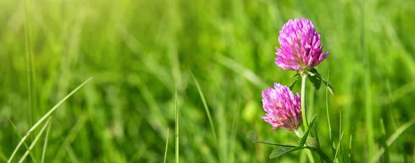 Clover blommor i gräset isolerade. — Stockfoto