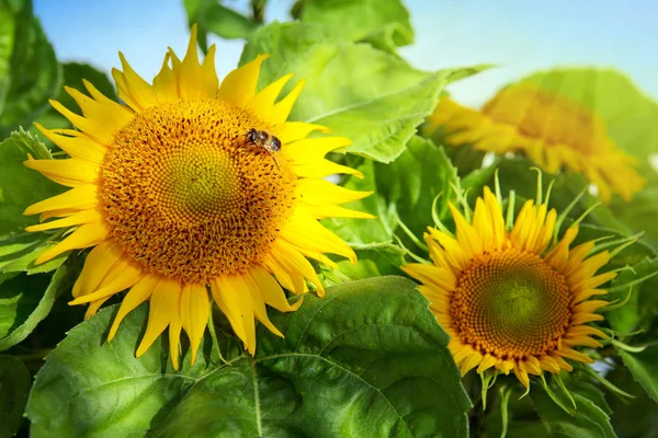 Close up of sunflower and bee . — Stock Photo, Image