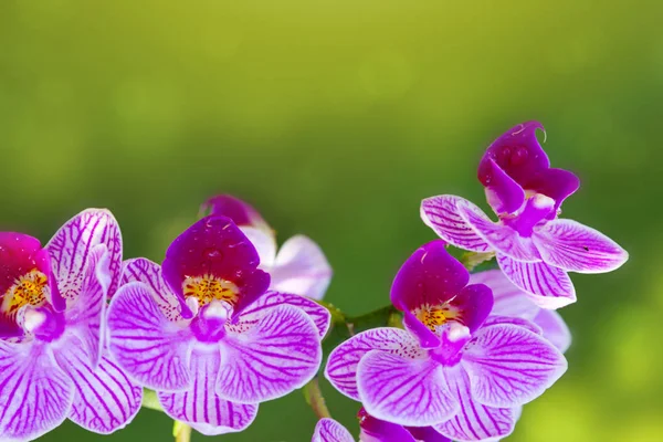 Różowa orchidea kwiecie na białym tle. — Zdjęcie stockowe