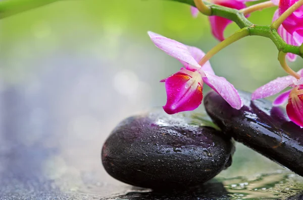 Czarny spa kamienie i różowa orchidea kwiecie . — Zdjęcie stockowe