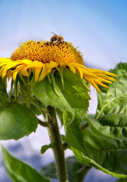 Close up of sunflower and bumblebee . — Stock Photo, Image