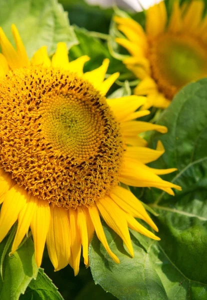 Sluiten van zonnebloem. — Stockfoto