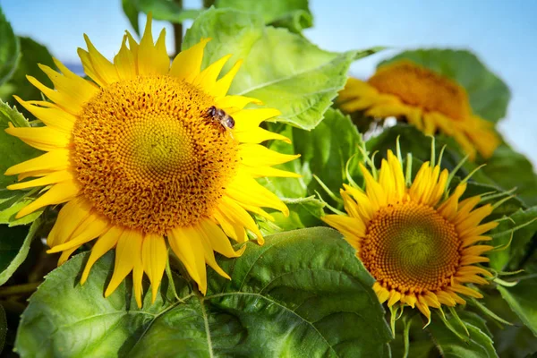 Close up of sunflower and bee . — Stock Photo, Image