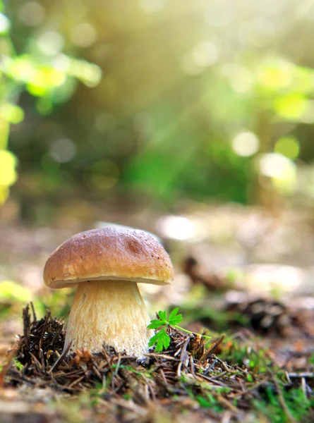 Champiñones porcini en el bosque de otoño . — Foto de Stock