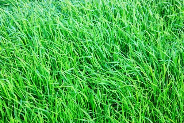 Grama verde campo fundo. — Fotografia de Stock