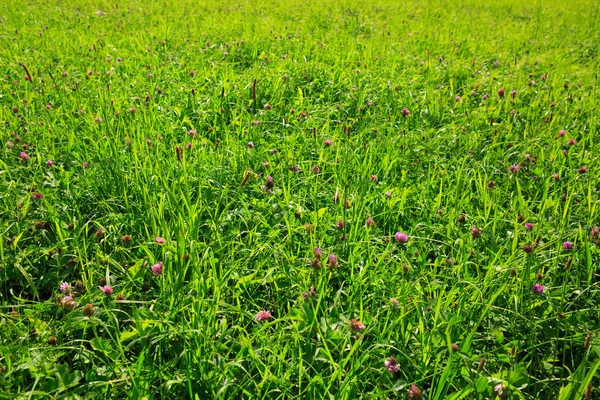 Clover flowers field background.