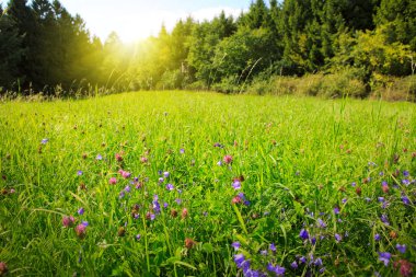 Yonca çiçek alan ve güneş.