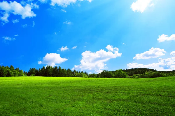 Fältet med grönt gräs och sol. — Stockfoto