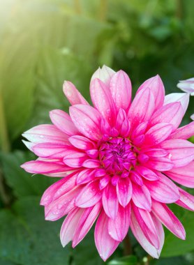 Pembe yıldız çiçeğinin makro görüntüsü..