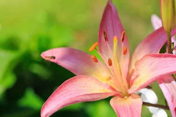 Kwiat lilii na zielonym tle . — Zdjęcie stockowe