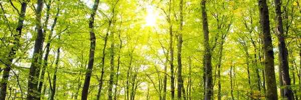 Herbstwald mit Sonnenstrahl. — Stockfoto