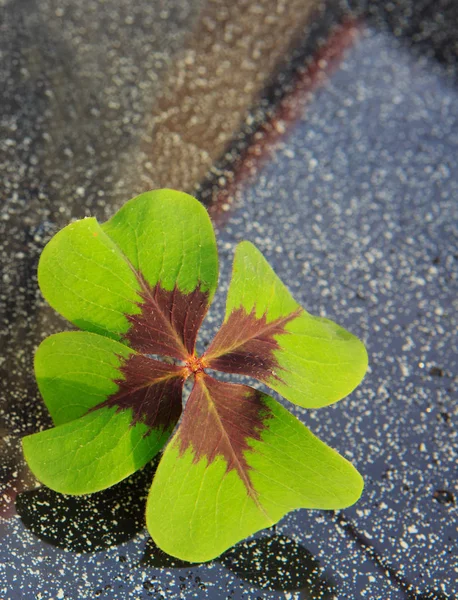 Glückliches frisches grünes Kleeblatt auf grauem Hintergrund. — Stockfoto