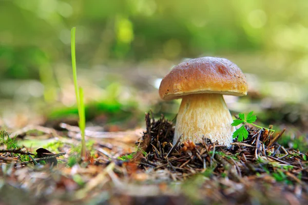 Champiñones porcini en el bosque de otoño . — Foto de Stock