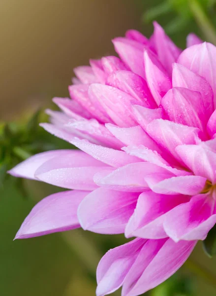 Makro záběr růžové dahlie. — Stock fotografie