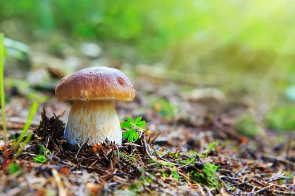 Porcini mushroom in the autumn forest. — Stock Photo, Image