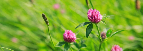 Clover blommor bakgrund. — Stockfoto