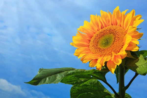 Ήλιο λουλούδι μπλε ουρανό. — Φωτογραφία Αρχείου