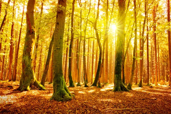 秋天森林里的阳光. — 图库照片