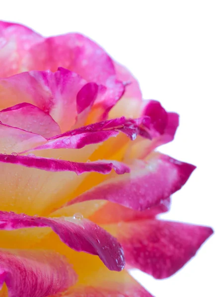 Rosa rosa primer plano aislado sobre fondo blanco . — Foto de Stock