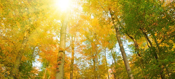 Herbstwald mit gelben Blättern und Sonnenlicht. — Stockfoto