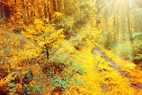 Herbstwald mit Sonnenstrahl. — Stockfoto