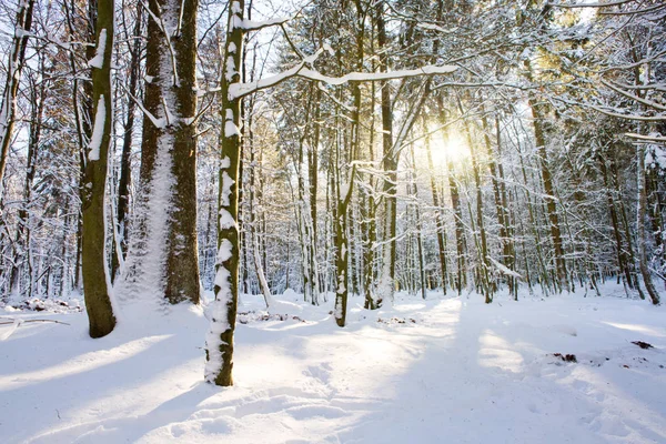 Zimní jedle v německém lese s sunshine. — Stock fotografie