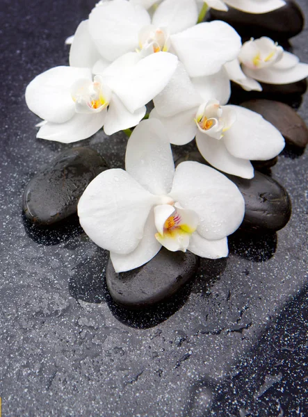 Pedra Zen e orquídea branca isolada . — Fotografia de Stock