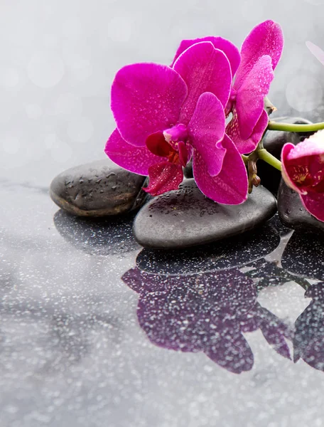 Fundo de spa com orquídea e pedra . — Fotografia de Stock