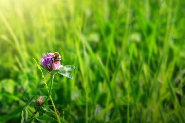 Yonca çiçek sahada arı.