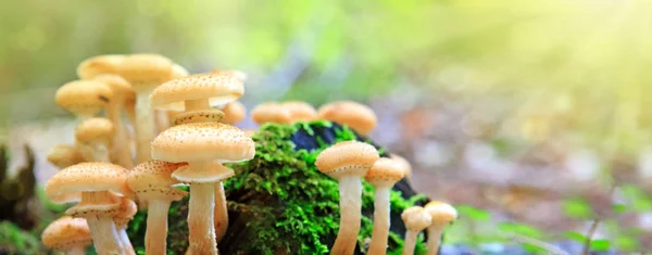 Beautiful mushrooms in the moss. — Stock Photo, Image