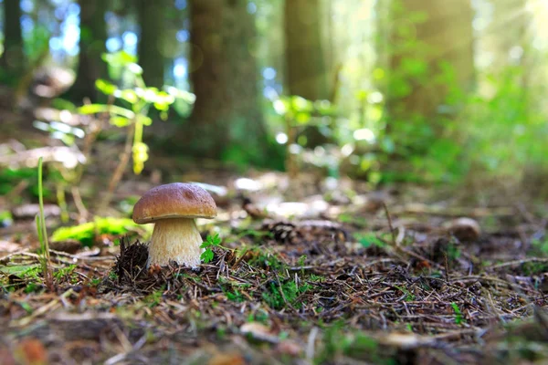 Champiñones porcini en el bosque de otoño . —  Fotos de Stock