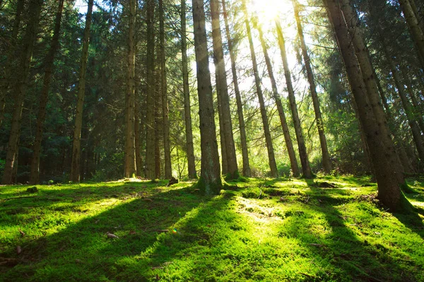 Sonne scheint durch die Bäume im Kiefernwald. — Stockfoto