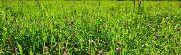 Clover blommor fält bakgrund. — Stockfoto