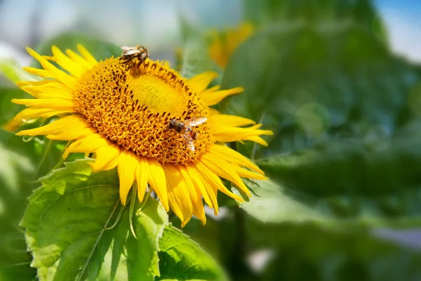 Close up of sunflower and bee . — Stock Photo, Image