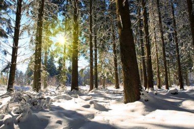 Kış güneş ışığı ile Alman ormandaki köknar ağaçları.