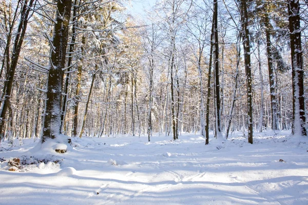 Abete invernale nella foresta tedesca con sole . — Foto Stock