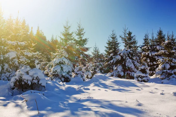 Abeto de invierno en bosque alemán con sol . —  Fotos de Stock