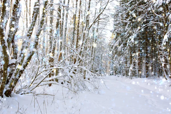 Paisaje invernal con árboles cubiertos de nieve. — Foto de Stock